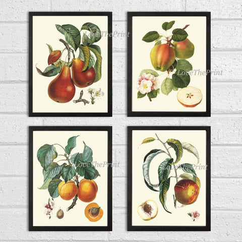 Fruit Botanical Wall Art Set 4 Prints Beautiful Vintage Antique Apple Fig Pear Dining Room Kitchen Farmhouse Garden Home Decor to Frame LF