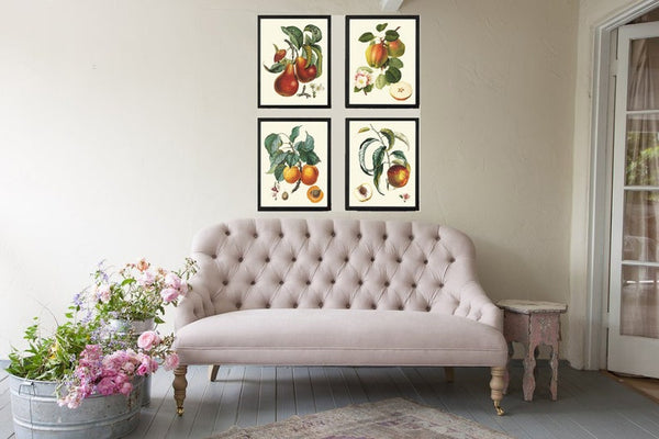 Fruit Botanical Wall Art Set 4 Prints Beautiful Vintage Antique Apple Fig Pear Dining Room Kitchen Farmhouse Garden Home Decor to Frame LF