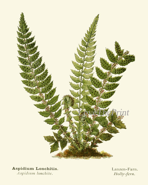 Botanical Prints Green Nature Flowers Wildflowers Wall Art Set of 12 Beautiful Antique Vintage Fern Illustration Home Decor to Frame AFS