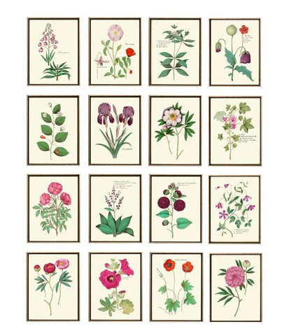 Botanical Wall Art Home Decor Set of 16 Prints Beautiful Vintage Pink Purple Burgundy Green Flowers Interior Design Designer to Frame ABD