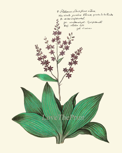Botanical Wall Art Home Decor Set of 16 Prints Beautiful Vintage Pink Purple Burgundy Green Flowers Interior Design Designer to Frame ABD