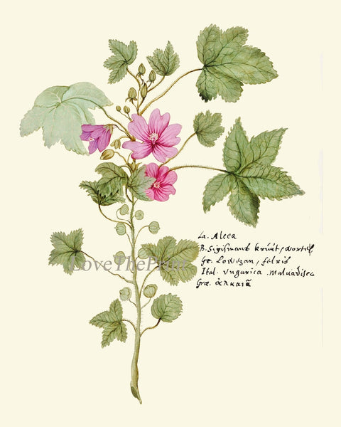 Botanical Wall Art Home Decor Set of 16 Prints Beautiful Vintage Pink Purple Burgundy Green Flowers Interior Design Designer to Frame ABD