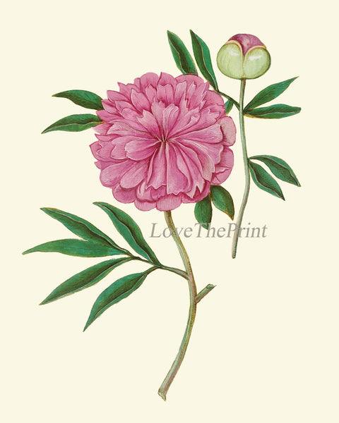 Botanical Wall Art Home Decor Set of 16 Prints Beautiful Vintage Pink Purple Burgundy Green Flowers Interior Design Designer to Frame ABD