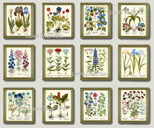 Botanical Wildflowers Prints Wall Art Set of 12 Beautiful Antique Vintage Home Decor Blue Pink Illustration Interior Design to Frame BESL