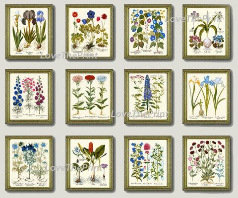 Botanical Wildflowers Prints Wall Art Set of 12 Beautiful Antique Vintage Home Decor Blue Pink Illustration Interior Design to Frame BESL
