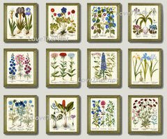 Botanical Wildflowers Prints Wall Art Set of 12 Beautiful Antique Vintage Home Decor Blue Pink Illustration Interior Design to Frame BESL