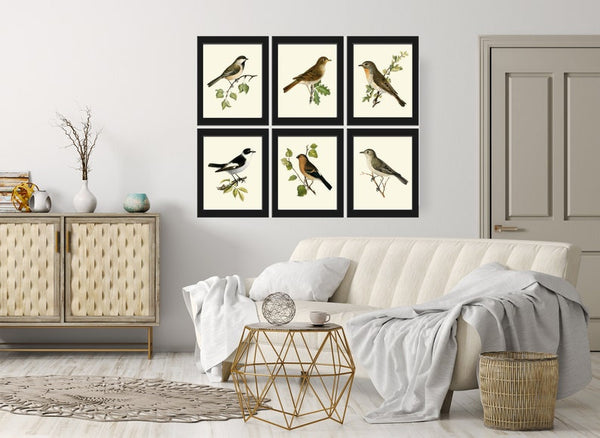 Vintage Antique Birds Wall Art Print Set of 6 Prints Birdwatching Bird Lover Illustration Picture Nature Interior Home Decor to Frame VW