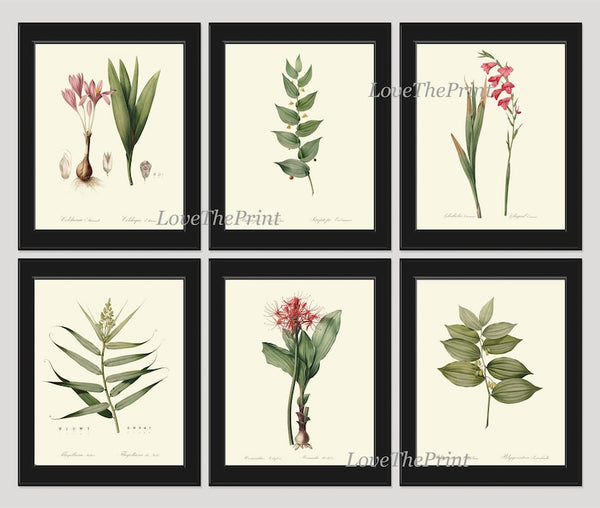 Botanical Prints Wall Art Set of 6 Beautiful Antique Vintage Pink Leaf Fern Flowers Floral Interior Spring Garden Home Decor to Frame REDT