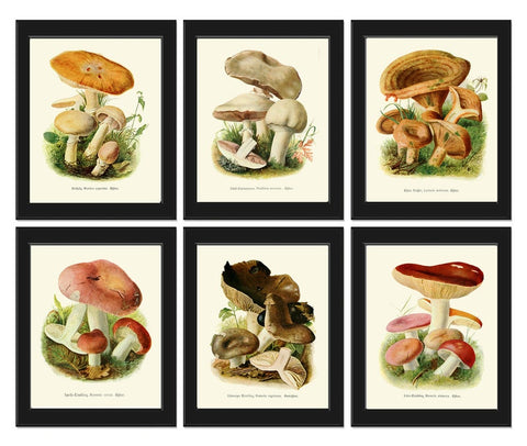 Mushrooms Wall Decor Botanical Art Set of 6 Prints Beautiful Antique Vintage Rustic Country Farm Farmhouse Kitchen Dining Room to Frame PDH