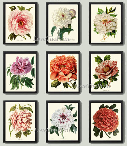 Peony Flowers Botanical Wall Art Set of 9 Prints Beautiful Antique Pink White Coral Orange Illustration Garden Home Decor to Frame PEON