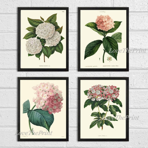 Pink White Hydrangea Hortensia Flowers Plant Prints Botanical Wall Art Set of 4 Beautiful Antique Vintage Spring Summer Garden to Frame HYDR
