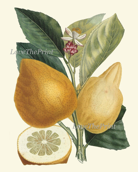 Fruit Wall Decor Prints Art Set 6 Beautiful Botanical Colorful Tropical Kitchen Dining Room Pear Pineapple Melon Orange Lemon to Frame LF