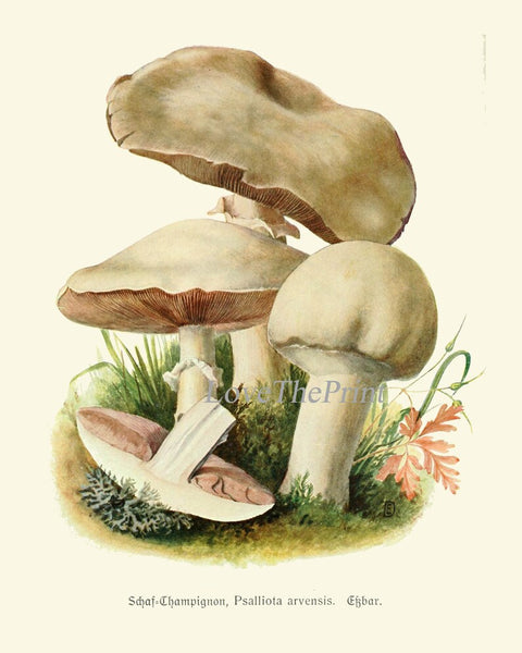 Mushrooms Botanical Home Decor Wall Art Set of 4 Prints Beautiful Colorful Forest Nature Cabin Rustic Farmhouse Kitchen Dining to Frame PDH