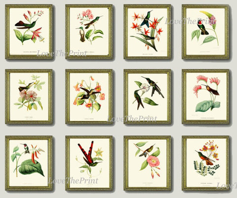 Hummingbird Home Decor Wall Art Set of 12 Prints Beautiful Antique Vintage Colorful Tropical Birds Pink Exotic Nature Flowers to Frame HUMM