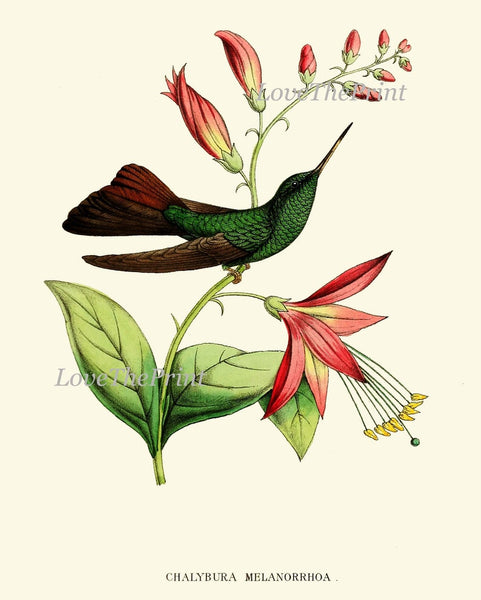 Hummingbird Home Decor Wall Art Set of 12 Prints Beautiful Antique Vintage Colorful Tropical Birds Pink Exotic Nature Flowers to Frame HUMM