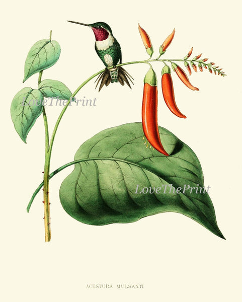 Hummingbird Home Decor Wall Art Set of 12 Prints Beautiful Antique Vintage Colorful Tropical Birds Pink Exotic Nature Flowers to Frame HUMM