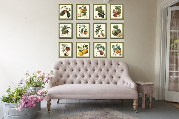 Vintage Colorful Fruit Wall Art Botanical Set of 12 Beautiful Antique Tree Garden Kitchen Dining Room Large Gallery Home Decor to Frame LF