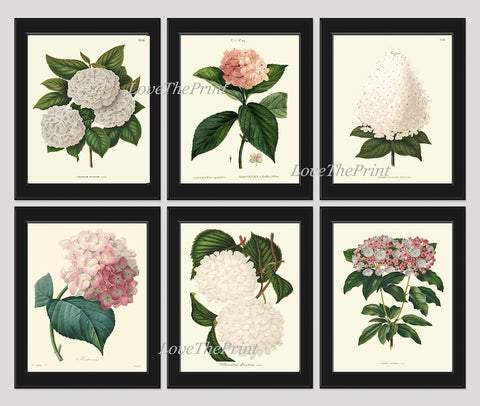 Hydrangea Hortensia Botanical Wall Art Set of 6 Prints Beautiful Vintage Antique Pink White Flower Garden Plants Home Decor to Frame HYDR