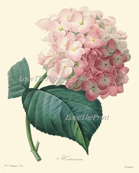 Hydrangea Hortensia Botanical Wall Art Set of 6 Prints Beautiful Vintage Antique Pink White Flower Garden Plants Home Decor to Frame HYDR