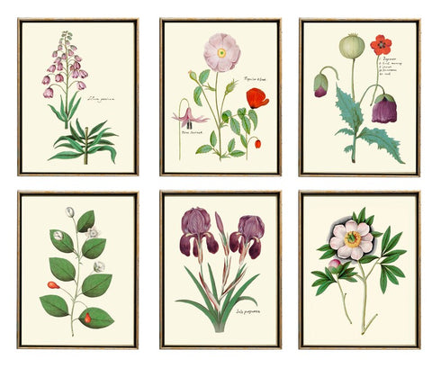 Beautiful Flowers Botanical Wall Art Set of 6 Prints Vintage Antique Pink White Purple Peony Poppy Iris Leaf Garden Home Decor to Frame ABD