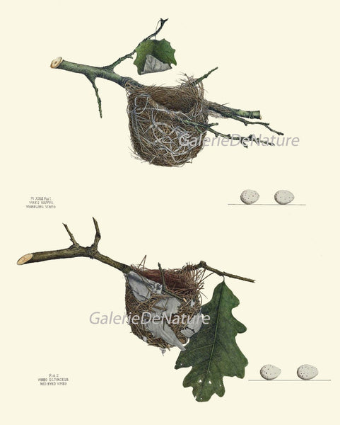 Vintage Bird Nest Eggs Prints Wall Art Set of 9 Beautiful Antique Cottage Farmhouse Birds Horizontal Orientation Home Decor to Frame NEST