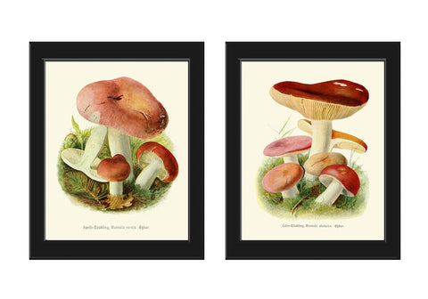 Mushrooms Prints Wall Art Botanical Home Decor Set of 2 Beautiful Colorful Vintage Antique Red Edible Foraging Kitchen Cooking to Frame PDH