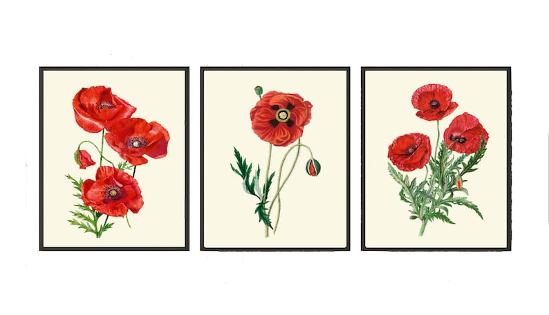 Red Poppy Poppies Botanical Wall Art Decor Set of 3 Prints Beautiful Colorful Green Wildflowers Country Farm Farmhouse Flowers to Frame PRI