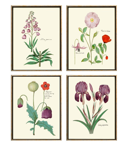 Flowers Botanical Wall Art Prints Set of 4 Beautiful Antique Vintage Purple Pink Romatic Poppy Iris Spring Summer Garden Decor to Frame ABD