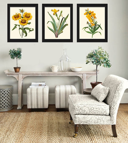 Yellow Flowers Botanical Wall Art Set of 3 Prints Beautiful Antique Daisy Iris Garden Floral Vintage Home Room Decor Decoration to Frame RE