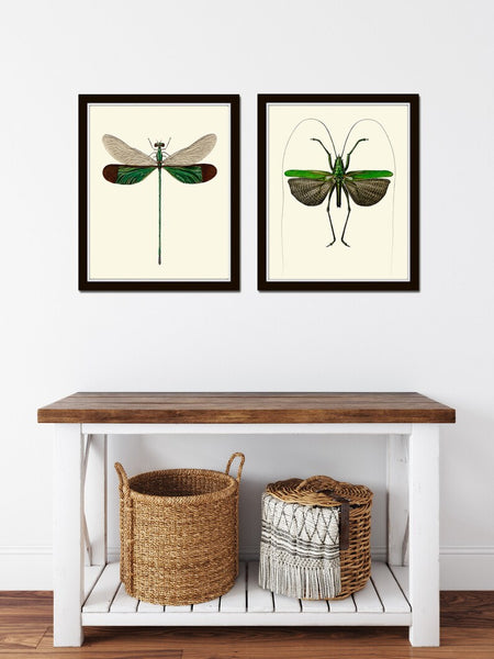 Vintage Dragonfly Wall Art Set of 2 Prints Beautiful Antique Locust Outdoor Nature Cute Bugs Insects Home Room Decor Decoration to Frame GSZ