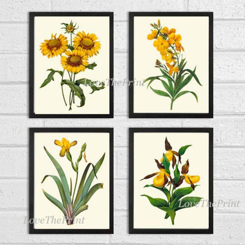 Yellow Flowers Botanical Wall Art Set of 4 Prints Beautiful Antique Daisy Iris Garden Floral Vintage Home Room Decor Decoration to Frame RE