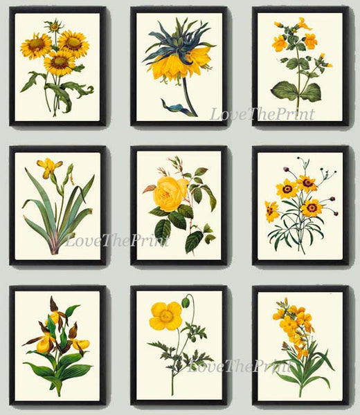 Vintage Botanical Wall Art Set of 9 Prints Beautiful Antique Yellow Rose Daisy Iris Dining Living Room Kitchen Office Home Decor to Frame RE