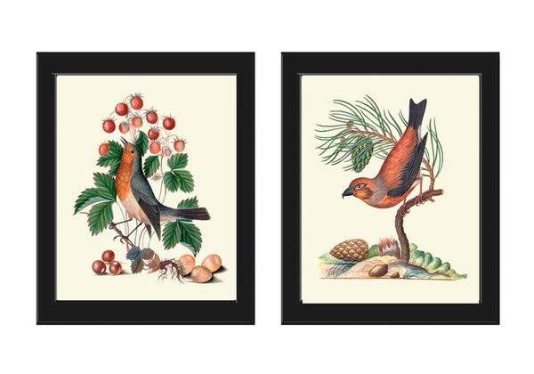 Bird Print Set Wall Art of 2 Prints Beautiful Antique Pretty Red Blue Berries Flowers Butterfly Picture Illustration Home Decor to Frame BJB