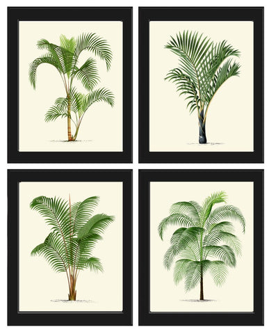 Vintage Palm Tree Print Tropical Botanical Wall Art Set of 4 Prints Beautiful Antique Beach Home Room Decor Dining Room Bedroom to Frame PTL