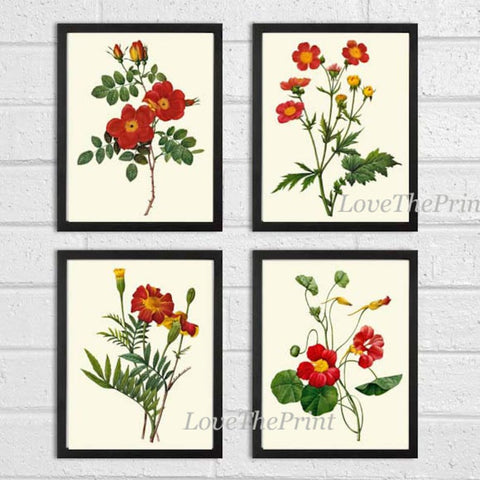 Red Flowers Botanical Wall Art Set of 4 Prints Beautiful Antique Vintage Roses Nasturtium Dining Room Farmhouse Home Room Decor to Frame RE