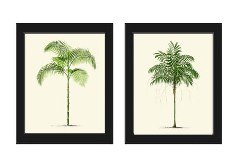 Vintage Palm Tree Print Tropical Botanical Wall Art Set of 2 Prints Beautiful Antique Beach Home Room Decor Dining Room Bedroom to Frame PTL