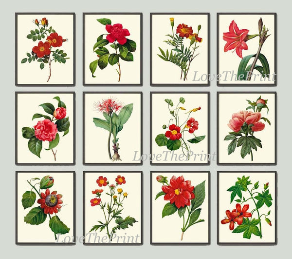 Red Flowers Botanical Wall Art Set of 12 Prints Beautiful Antique Vintage Peony Roses Camellia Nasturtium Dining Room Home Decor to Frame RE