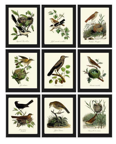 Vintage Bird Wall Art Gallery Set of 9 Prints Beautiful Antique Nest Trees Forest Outdoor Nature Farmhouse Cottage Home Decor to Frame DCF