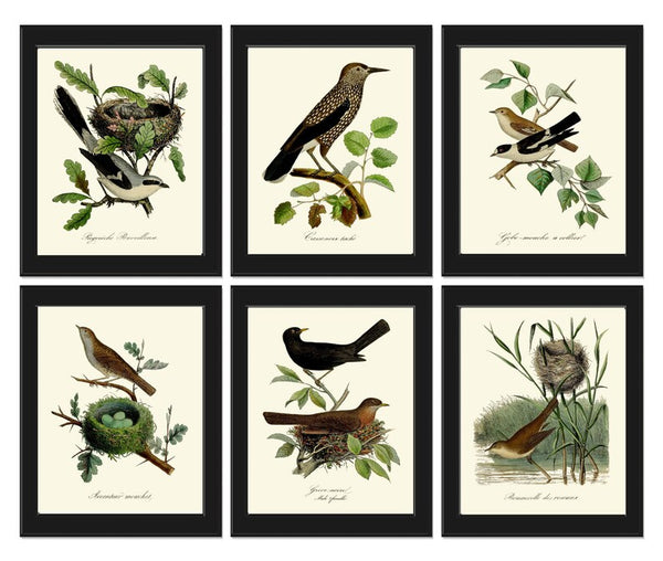 Vintage Bird Wall Art Gallery Set of 6 Prints Beautiful Antique Nest Trees Forest Outdoor Nature Farmhouse Cottage Home Decor to Frame DCF