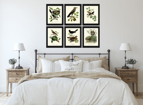 Vintage Bird Wall Art Gallery Set of 6 Prints Beautiful Antique Nest Trees Forest Outdoor Nature Farmhouse Cottage Home Decor to Frame DCF