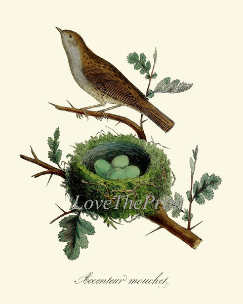 Vintage Bird Wall Art Gallery Set of 6 Prints Beautiful Antique Nest Trees Forest Outdoor Nature Farmhouse Cottage Home Decor to Frame DCF