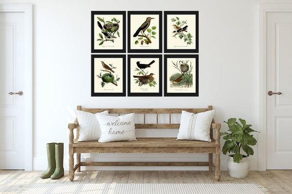 Vintage Bird Wall Art Gallery Set of 6 Prints Beautiful Antique Nest Trees Forest Outdoor Nature Farmhouse Cottage Home Decor to Frame DCF