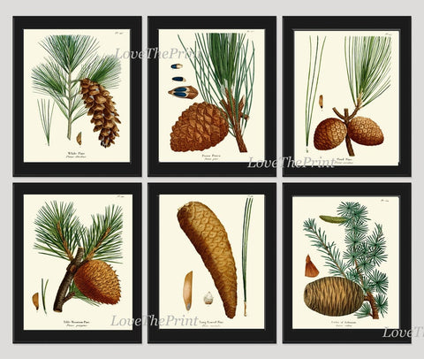 Pinecone Botanical Wall Art Set of 6 Prints Beautiful Antique Vintage Pine Tree Cones Forest Nature Farmhouse Cabin Home Decor to Frame R