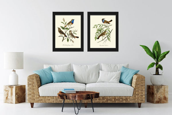 Vintage Bird Wall Art Prints Set of 2 Beautiful Antique Blue Birds Tree Branch Illustration Cottage Farmhouse Home Room Decor to Frame DCF