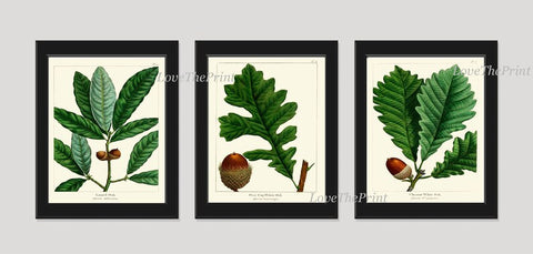 Acorn Botanical Wall Art Set of 3 Prints Beautiful Antique Vintage Green Tree Dining Room Bedroom Fireplace Hallway Home Decor to Frame REDT