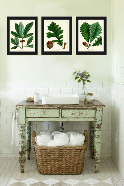 Acorn Botanical Wall Art Set of 3 Prints Beautiful Antique Vintage Green Tree Dining Room Bedroom Fireplace Hallway Home Decor to Frame REDT