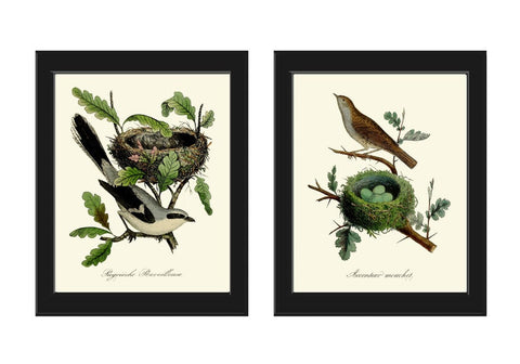 Bird Nest Eggs Wall Art Prints Set of 2 Beautiful Antique Vintage Rustic Country Green Nature Cottage Farmhouse Home Room Decor to Frame DCF
