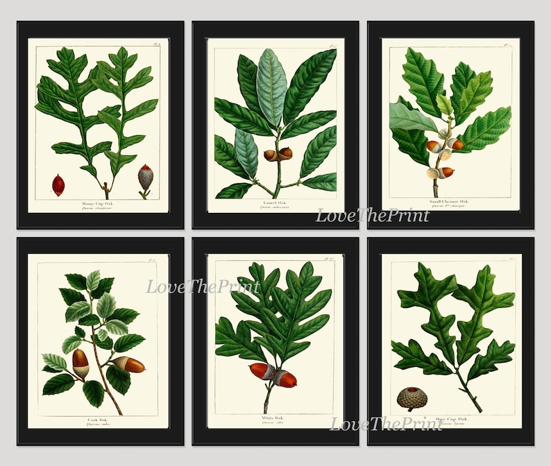 Acorn Botanical Wall Art Set of 6 Prints Beautiful Antique Vintage Green Tree Dining Room Bedroom Fireplace Hallway Home Decor to Frame REDT