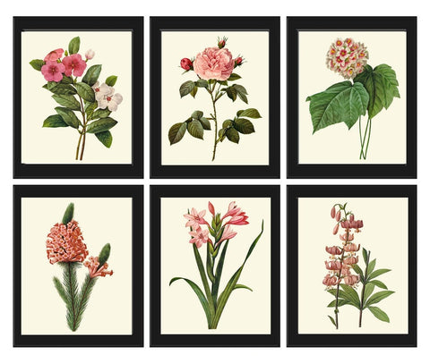 Pink Flowers Botanical Wall Art Set of 6 Prints Beautiful Antique Vintage Rose French Romantic Chabby Chic Home Room Decor to Frame RE