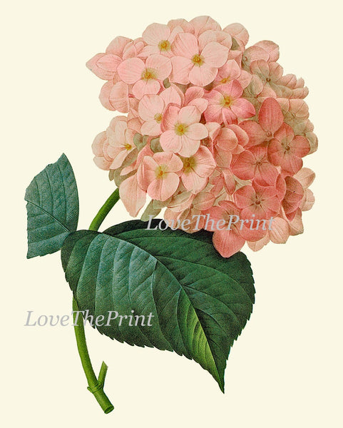 Pink Flowers Botanical Wall Art Set of 12 Prints Beautiful Antique Vintage Roses Hydrangea Home Room Decor to Frame RE